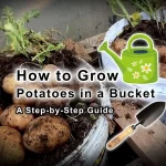 How to Grow Potatoes in a Bucket [5-Gallon] A Step-by-Step Guide