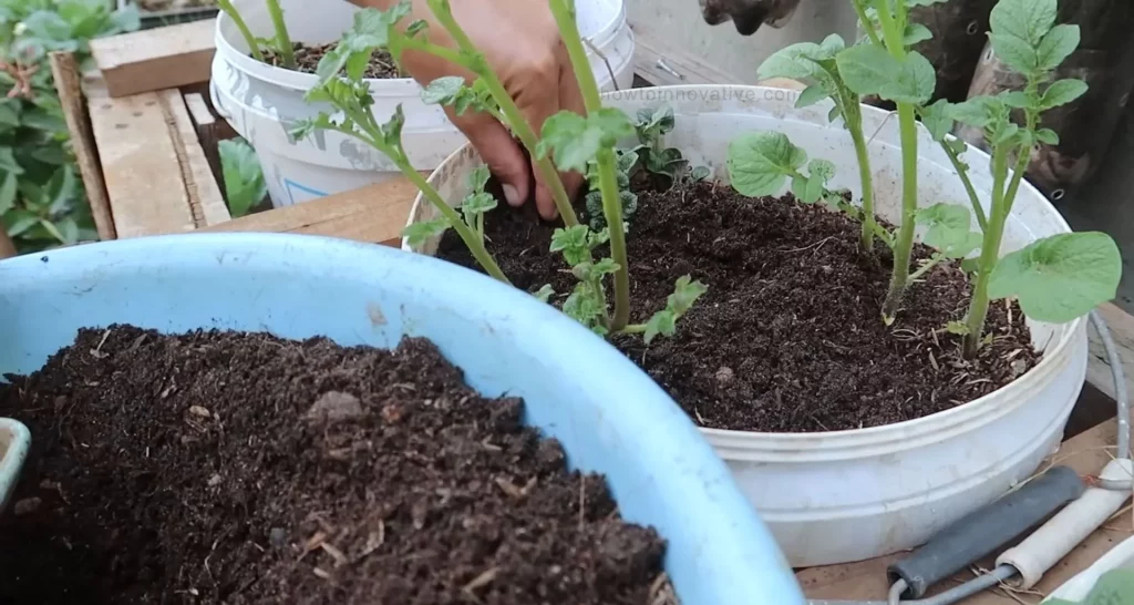 How to Grow Potatoes in a Bucket [5-Gallon] A Step-by-Step Guide - Adding More Soil - adding soil every time the plants grow another 6 inches