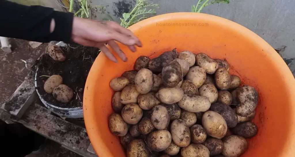 How to Grow Potatoes in a Bucket [5-Gallon] A Step-by-Step Guide - Curing the Potatoes