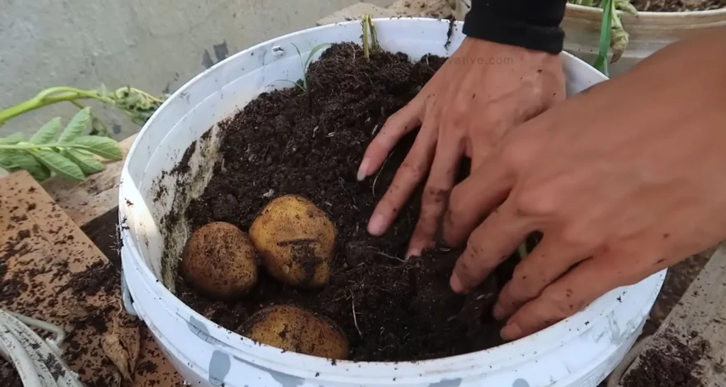 How to Grow Potatoes in a Bucket [5-Gallon] A Step-by-Step Guide - Gently dig around the base of the plant with your hands or a small trowel to avoid damaging the potatoes