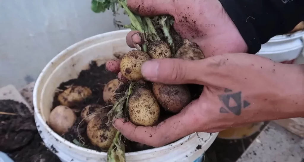 How to Grow Potatoes in a Bucket [5-Gallon] A Step-by-Step Guide - Harvesting