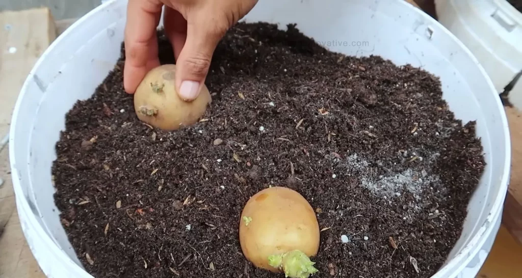 How to Grow Potatoes in a Bucket [5-Gallon] A Step-by-Step Guide - Planting the Potatoes