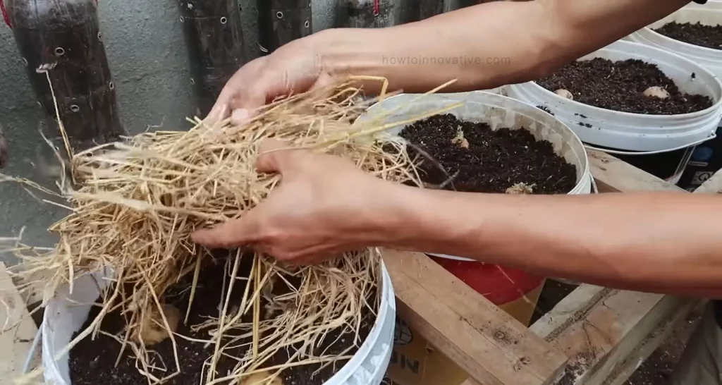 How to Grow Potatoes in a Bucket [5-Gallon] A Step-by-Step Guide - Planting the Potatoes - Covering the Potatoes
