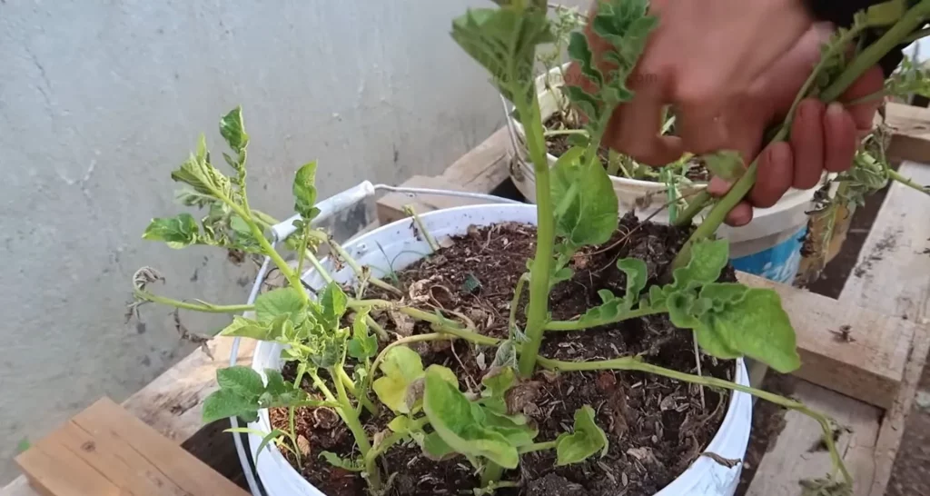 How to Grow Potatoes in a Bucket [5-Gallon] A Step-by-Step Guide - Potatoes are usually ready to harvest about 10 to 12 weeks after planting