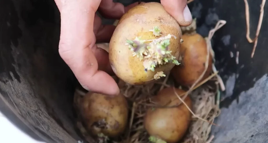 How to Grow Potatoes in a Bucket [5-Gallon] A Step-by-Step Guide - Preparing the Seed Potatoes