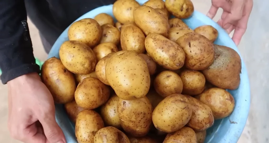 How to Grow Potatoes in a Bucket [5-Gallon] A Step-by-Step Guide - Store the cured potatoes in a cool, dark, and well-ventilated area