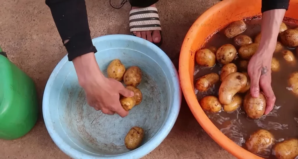 How to Grow Potatoes in a Bucket [5-Gallon] A Step-by-Step Guide - Storing the Potatoes