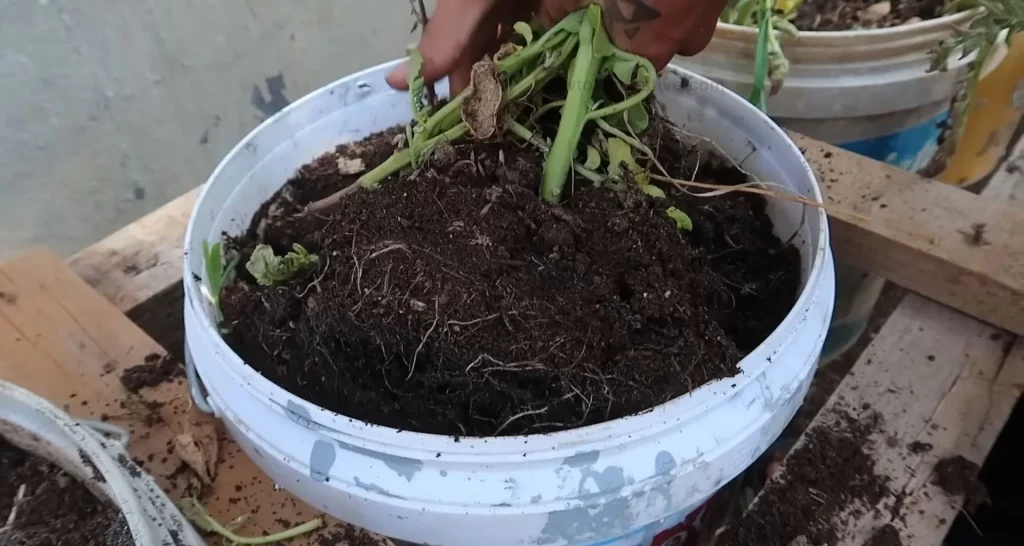 How to Grow Potatoes in a Bucket [5-Gallon] A Step-by-Step Guide - To harvest, tip the bucket over onto a tarp or into a large container and carefully sift through the soil to find the potatoes.