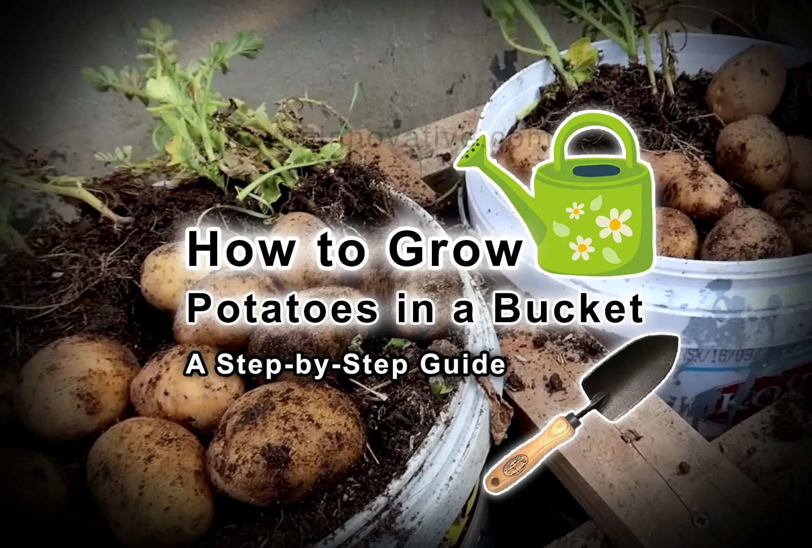How to Grow Potatoes in a Bucket [5-Gallon] A Step-by-Step Guide