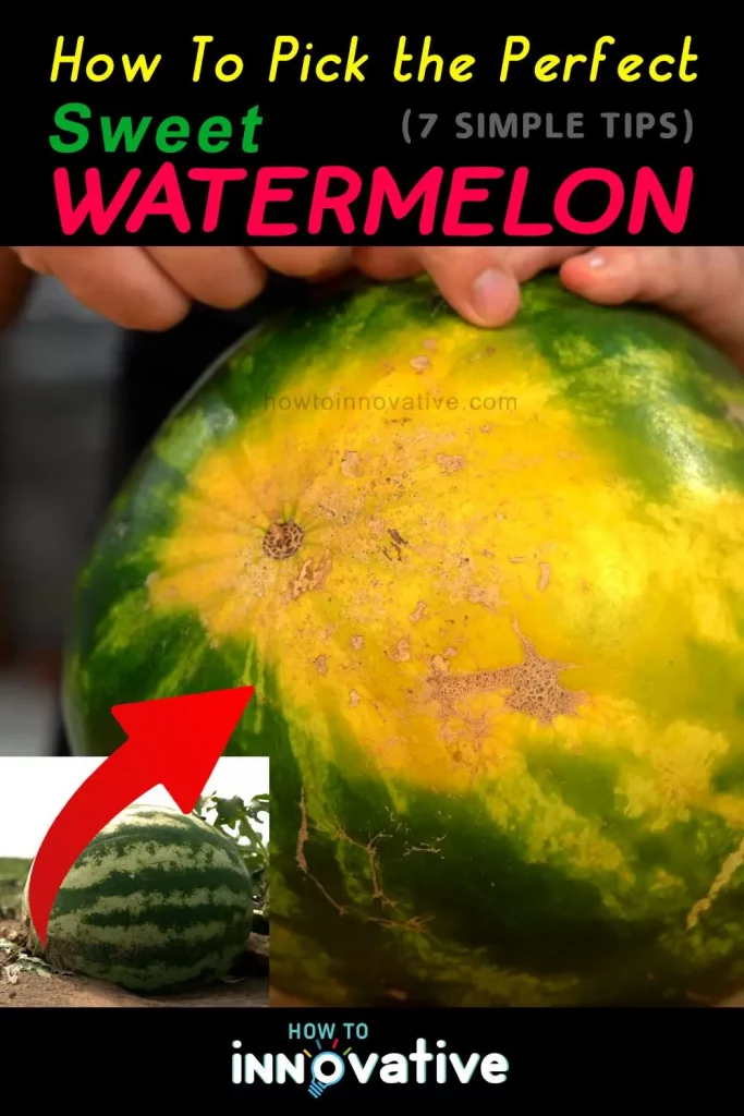 How to Pick the Perfect Sweet Watermelon 7 Simple Tips - Check the Field Spot