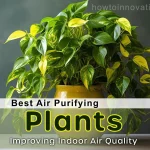 10 Best Air Purifying Plants for Apartments Plants for Improving Indoor Air Quality