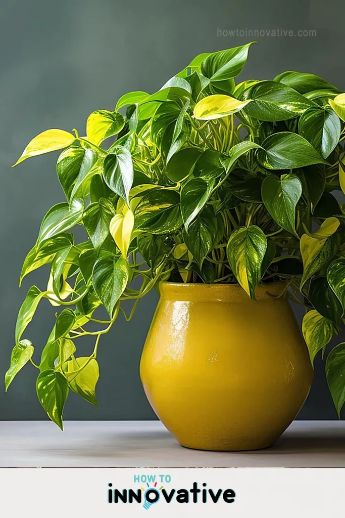 10 Best Air Purifying Plants for Apartments - Plants for Improving Indoor Air Quality - Pothos (Devil's Ivy)