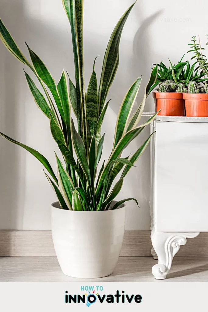 10 Best Air Purifying Plants for Apartments - Plants for Improving Indoor Air Quality - Snake Plant (Sansevieria)