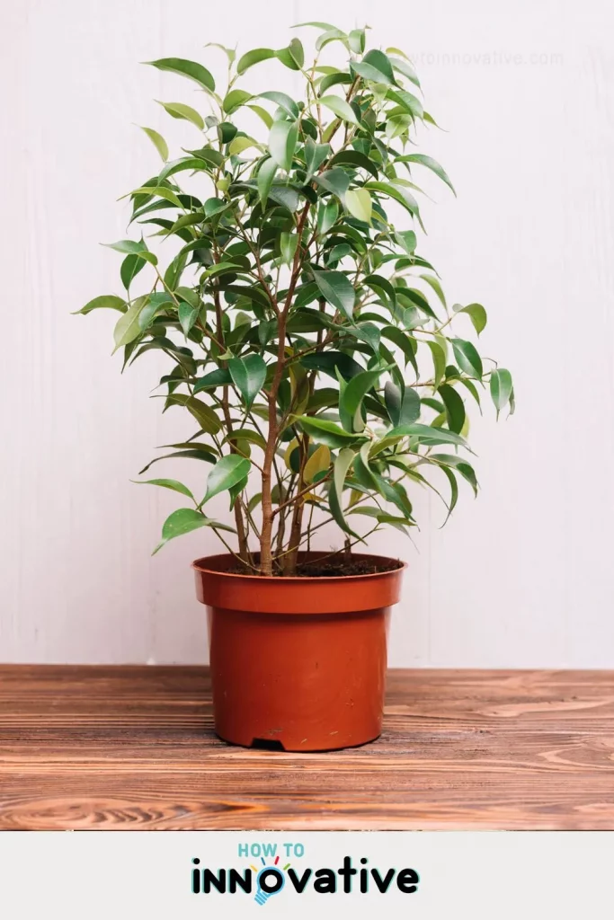 10 Best Air Purifying Plants for Apartments - Plants for Improving Indoor Air Quality - Weeping Fig (Ficus benjamin)