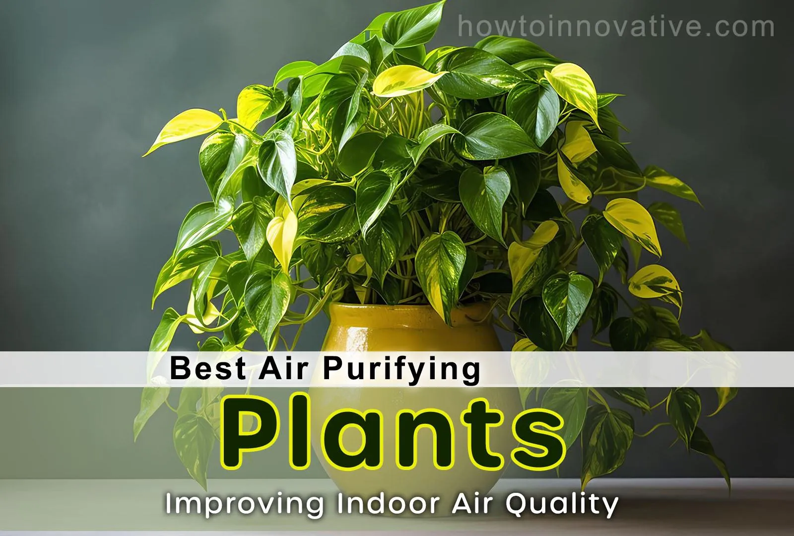 10 Best Air Purifying Plants for Apartments Plants for Improving Indoor Air Quality